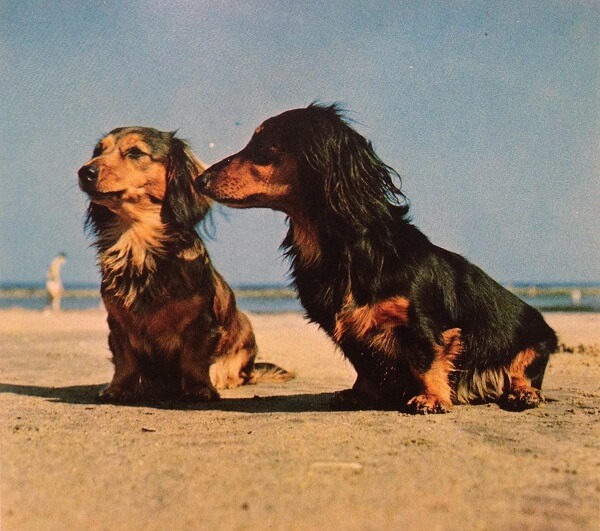 Les Trésors méconnus du Rock Risque Nul